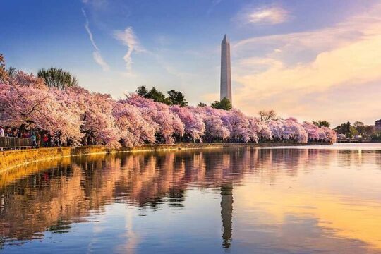 Washington D.C. Cherry Blossom 1-Day Tour from New York